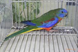 IN-4434　ヒムネキキョウインコ　♂その3