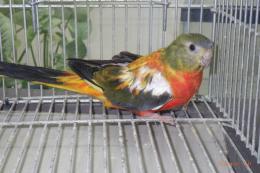 IN-4435　ヒムネキキョウインコ　メスその5