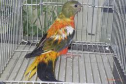 IN-4435　ヒムネキキョウインコ　メスその5