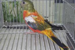 IN-4435　ヒムネキキョウインコ　メスその5