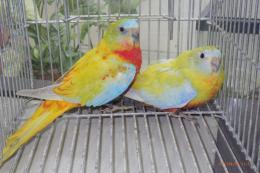 IN-4436　キキョウインコ・レッドべリード　雄雌で