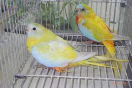 IN-4436　キキョウインコ・レッドべリード　雄雌で