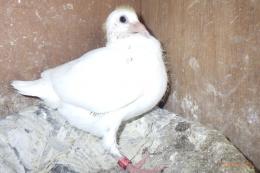 HT-1063　白いレース鳩　雛