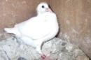 HT-1063　白いレース鳩　雛