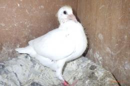 HT-1063　白いレース鳩　雛