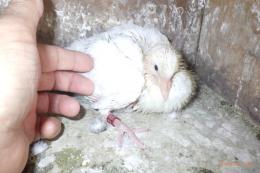 HT-1064　白いレース鳩　雛　リング№26L8B033