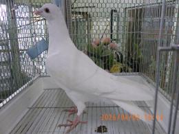 HT-1065　白いレース鳩　リング№26L031・W