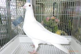 HT-1066　白いレース鳩　雛　リング№26L9　003　W