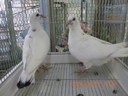 HT-1067　白いレース鳩　雛　リング№26L9　036と37　W班有