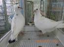 HT-1067　白いレース鳩　雛　リング№26L9　036と37　W班有