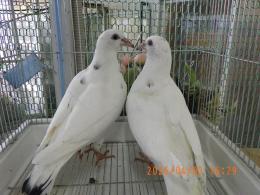 HT-1067　白いレース鳩　雛　リング№26L9　036と37　W班有