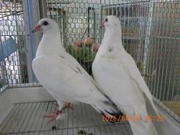 HT-1067　白いレース鳩　雛　リング№26L9　036と37　W班有