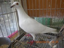 HT-1067　白いレース鳩　雛　リング№26L9　036と37　W班有