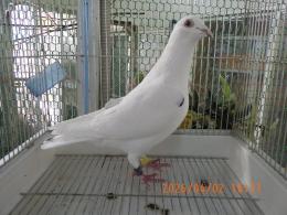 HT-1067　白いレース鳩　雛　リング№25K9　069　W班有 ♂