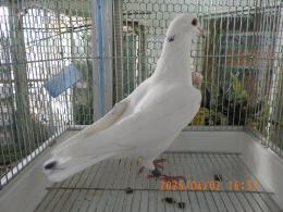HT-1067　白いレース鳩　雛　リング№25K9　069　W班有 ♂