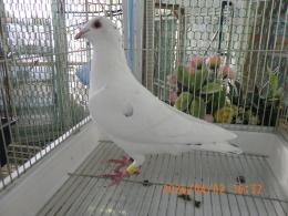 HT-1067　白いレース鳩　雛　リング№25K9　069　W班有 ♂