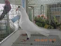 HT-1068　白いレース鳩　雛　リング№26L9　031　W ♂