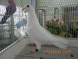 HT-1068　白いレース鳩　雛　リング№26L9　031　W ♂