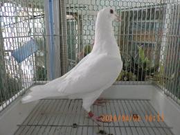 HT-1068　白いレース鳩　雛　リング№26L9　031　W ♂