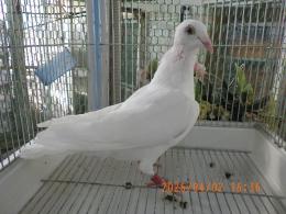 HT-1069　白いレース鳩　雛　リング№26L9　033　W　♀