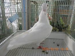 HT-1069　白いレース鳩　雛　リング№26L9　033　W　♀