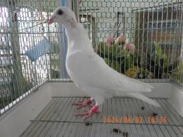 HT-1069　白いレース鳩　雛　リング№26L9　033　W　♀