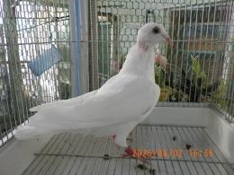 HT-1069　白いレース鳩　雛　リング№26L9　033　W　♀