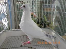 HT-1070　白いレース鳩　雛　リング№26L9　008　W班有　♀