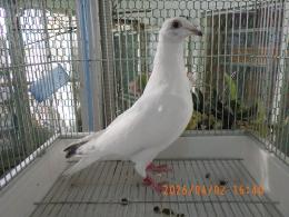 HT-1070　白いレース鳩　雛　リング№26L9　008　W班有　♀