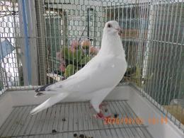 HT-1070　白いレース鳩　雛　リング№26L9　008　W班有　♀