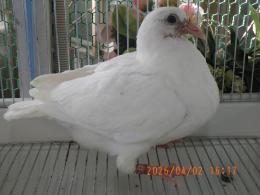 HT-1071　白いレース鳩　リング№26L(8B)034番