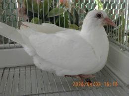 HT-1072　白いレース鳩　リング№26L(9)004番