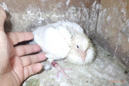 HT-1064　白いレース鳩　雛　リング№26L8B033