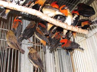 KOT-1739　アフリカ　オオキンランチョウ雄のみ