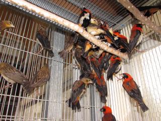 KOT-1739　アフリカ　オオキンランチョウ雄のみ