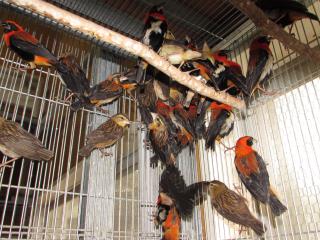 KOT-1739　アフリカ　オオキンランチョウ雄のみ