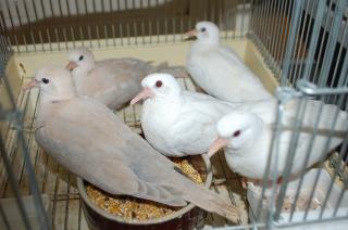 鳩 今世紀最大のセール：PIPAエリートセンターは、2021年以前生まれ