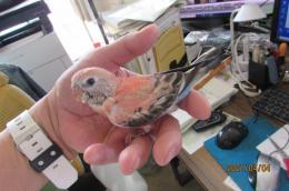 In 3563 アキクサインコ そろそろ一人餌 キットウココ ペット部