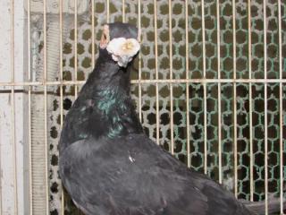 【03鳩ページ②】 スネークパパの掲示板