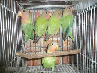 IN-1673　コザクラインコ・オパーリン入荷1年　雌