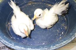TA-946　チャボ・桂種の幼鳥　雄雌で(愛玩用)
