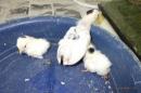 TA-947　チャボ・碁石種の幼鳥　雄雌で(愛玩用)