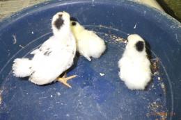 TA-947　チャボ・碁石種の幼鳥　雄雌で(愛玩用)
