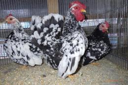 TA-947　チャボ・碁石種の幼鳥　雄雌で(愛玩用)