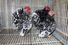 TA-947　チャボ・碁石種の幼鳥　雄雌で(愛玩用)