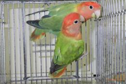 IN-4275　コザクラインコ・オパーリン　ペアで