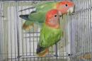 IN-4275　コザクラインコ・オパーリン　ペアで