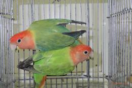 IN-4275　コザクラインコ・オパーリン　ペアで