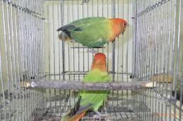 IN-4275　コザクラインコ・オパーリン　ペアで