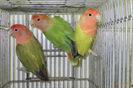 IN-4276　コザクラインコ・オパーリン　若